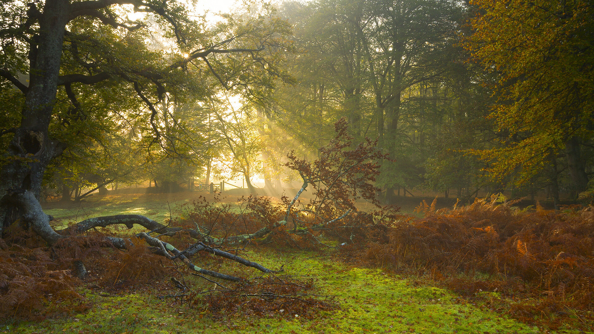 九游app下载-罗跳水自信起跳 技术动作一致性增加，跳水罗gif