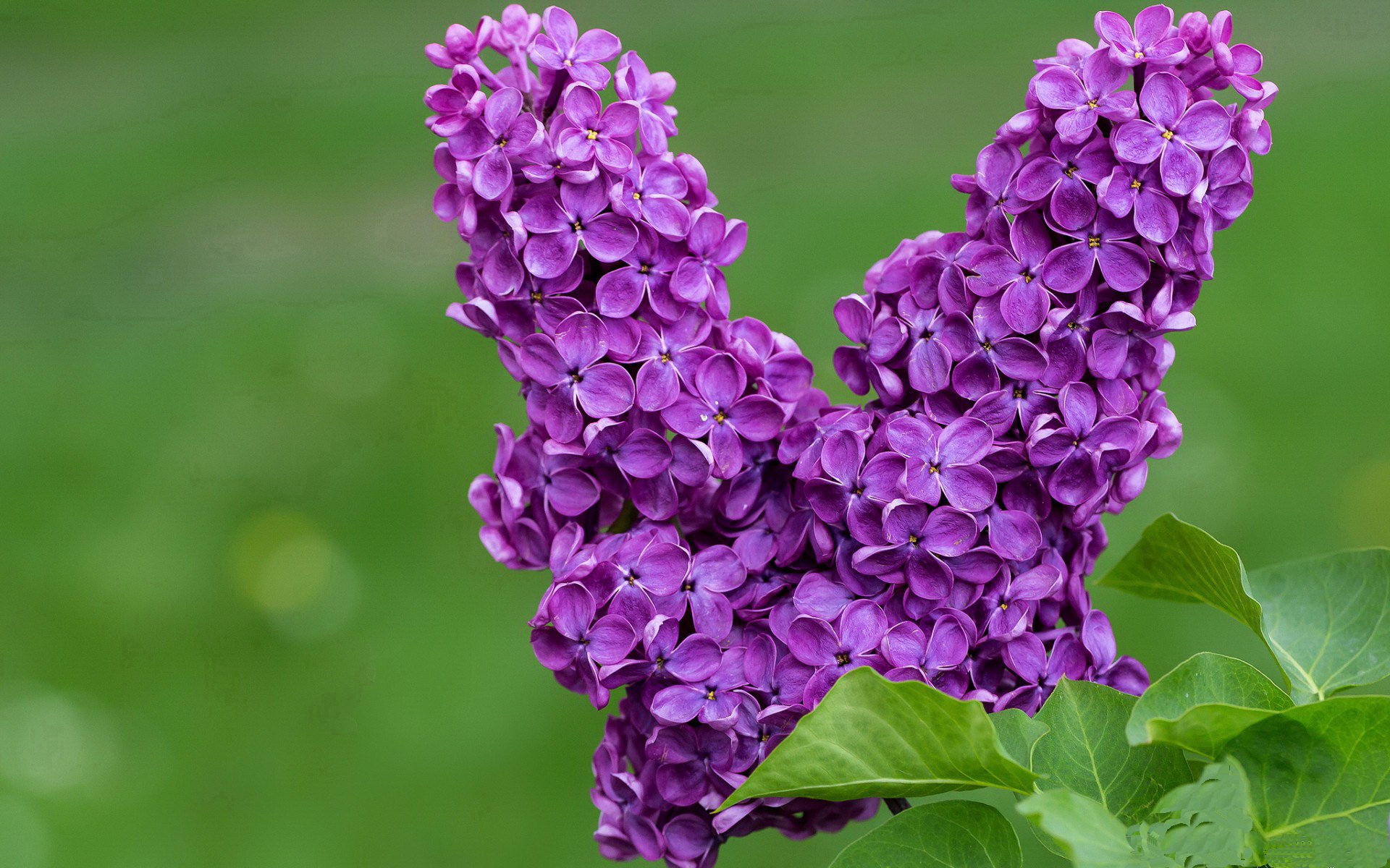 -跳水决赛比利时选手状态佳,比利时跳远