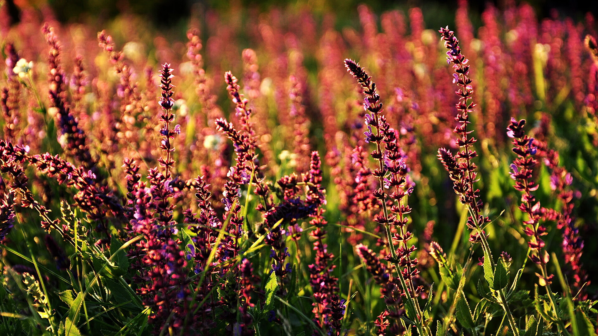 九游体育-黎巴嫩男篮在西亚锦标赛中夺冠，篮球逐渐崛起